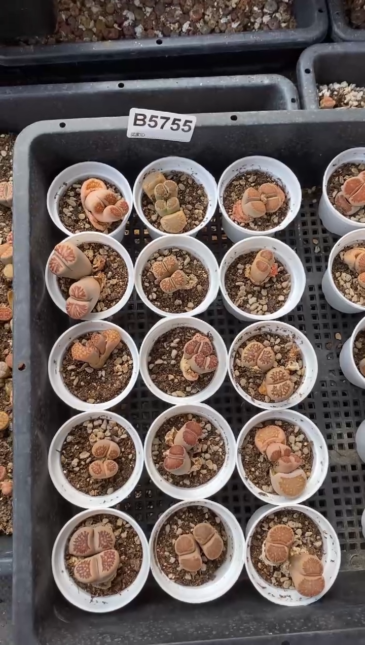 5755直播一物一拍