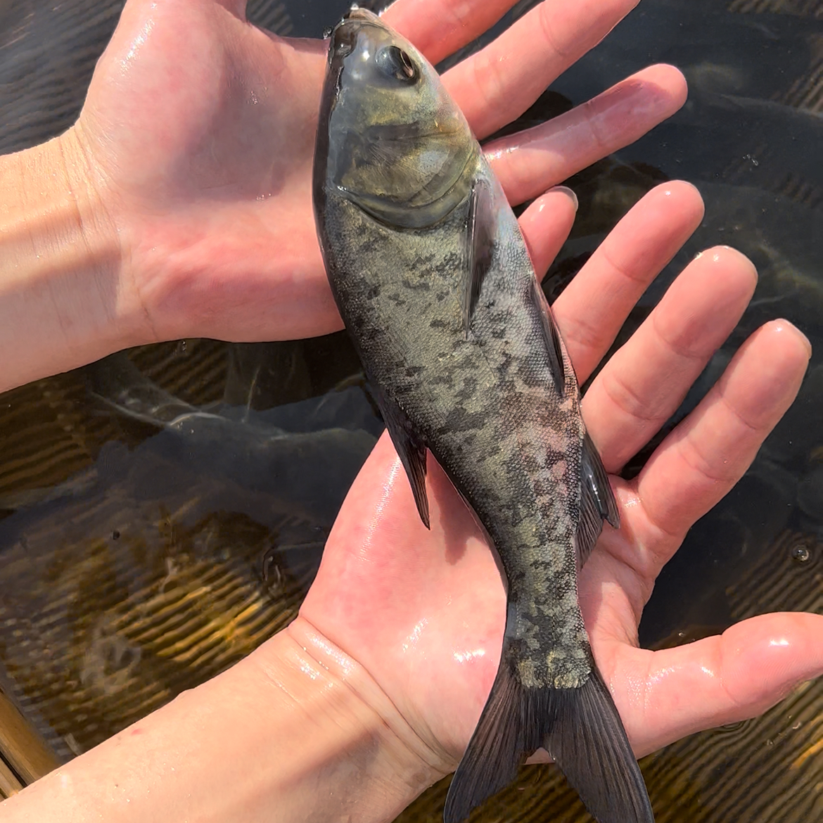 四川花鲢鱼 胖头鱼 鳙鱼 淡水养殖水族鱼塘观赏