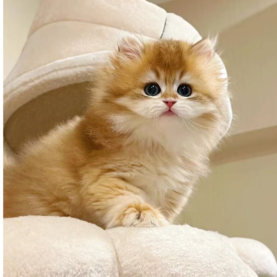 【魏家潮宠】高端猫咪活体链接金渐成宠物猫，矮脚拿破仑小猫咪