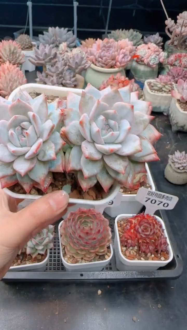 【闪购商品】7074.