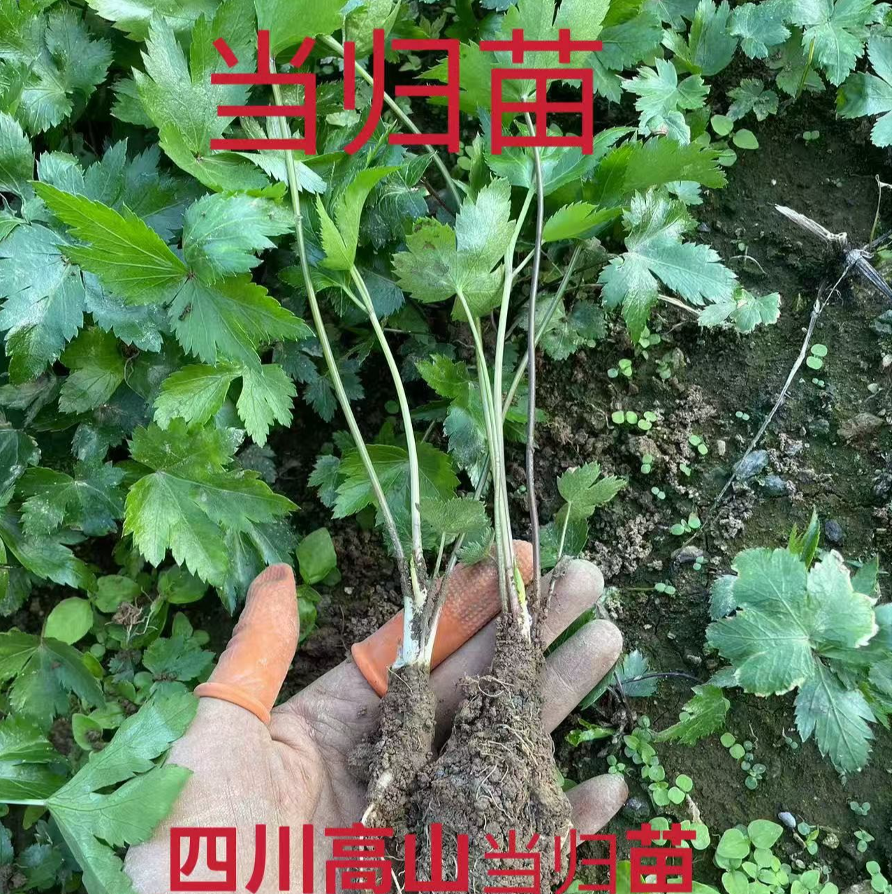 四川高山当归苗甜当归苗中药材苗可盆栽可种植