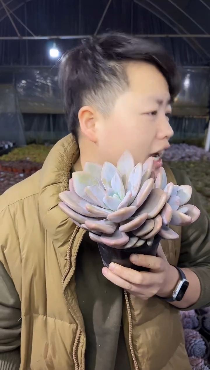 双头起粉兔5.99   