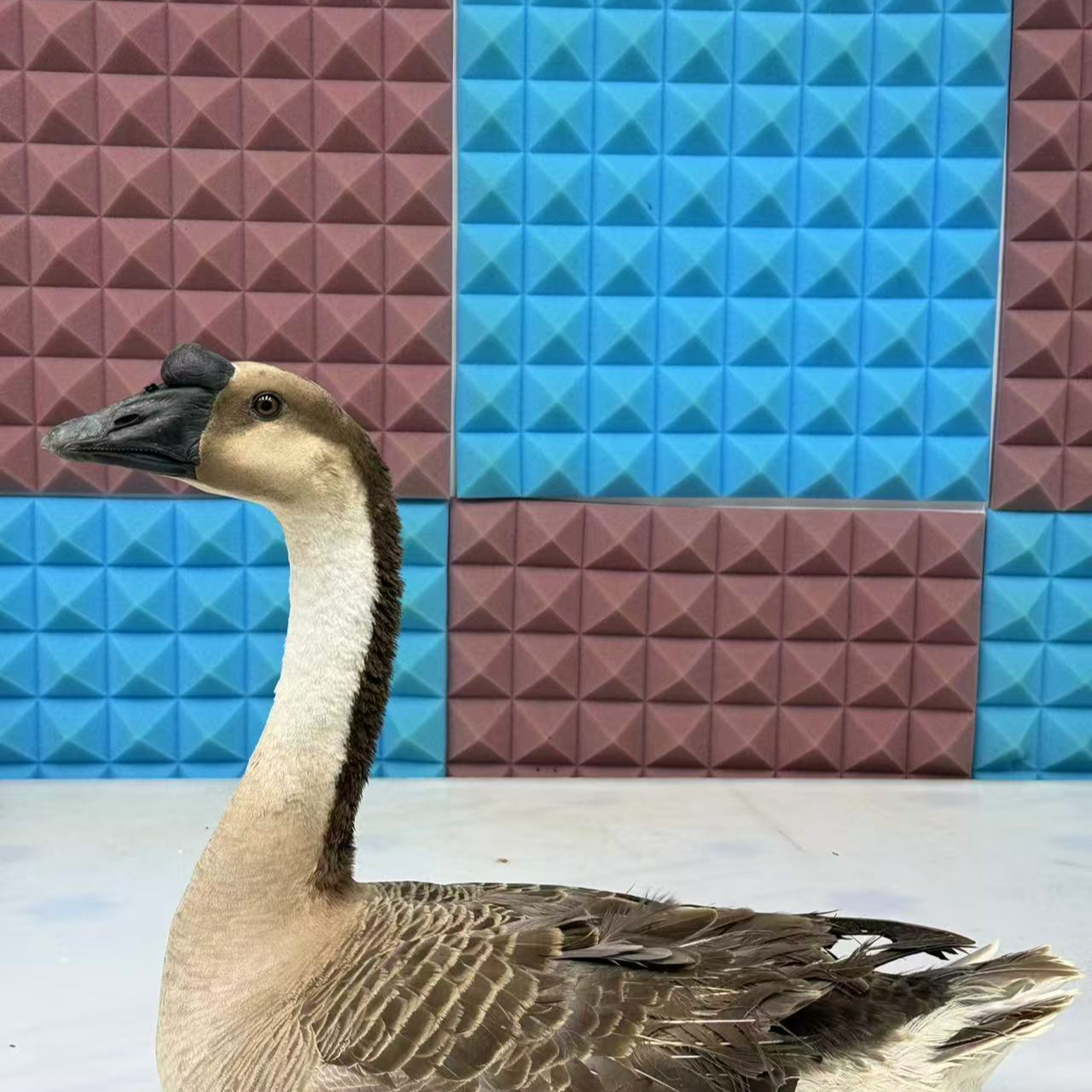 母乌棕我鸟两年，粉丝福利，京东包邮宠物yi