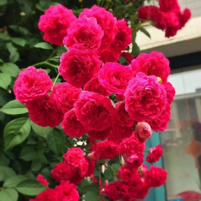 正宗红木香小苗盆栽庭院黄木香花苗花爬墙浓香花卉地栽蔷薇植物商品图