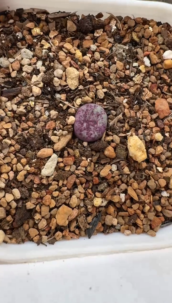 多肉植物肉锥3-36