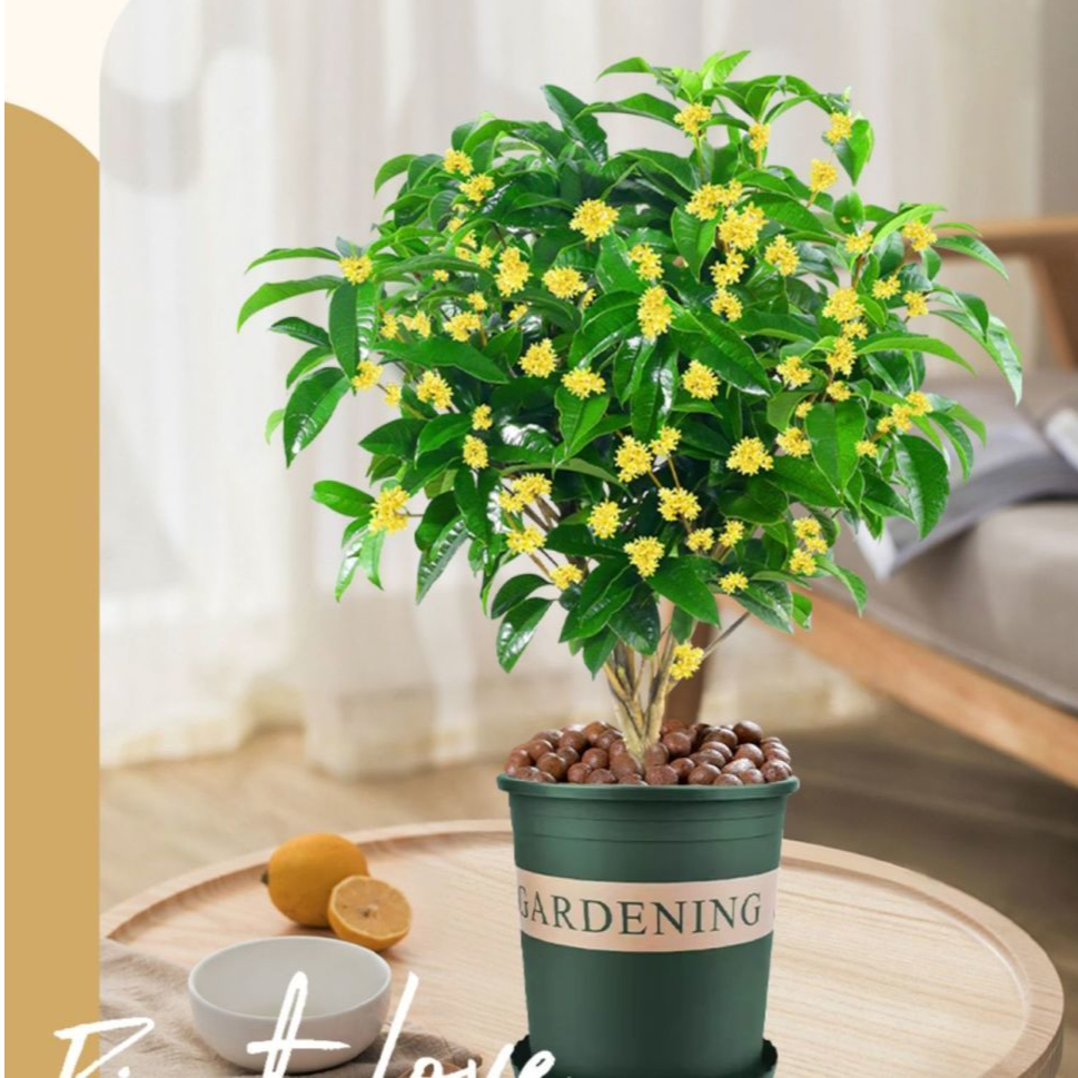 【花香满屋】桂花树盆栽花卉绿植桂花树浓香型正宗桂花树四季花卉w