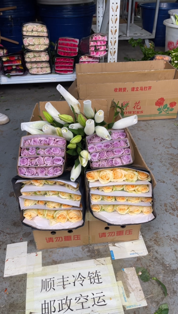 香槟20枝+海洋之歌20枝+白色重瓣百合6朵