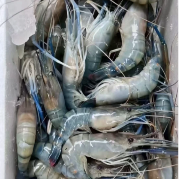 【h】罗氏虾沼虾软速冻4斤冷链发货