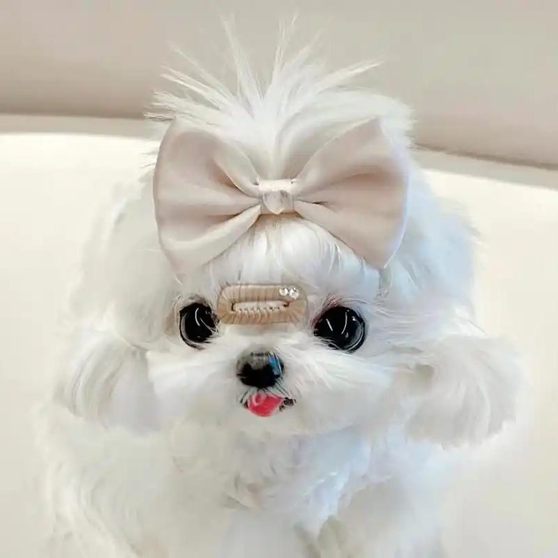 【萌宠汇】韩系马尔济斯犬高品相精品幼犬  疫苗驱虫全 改价链接