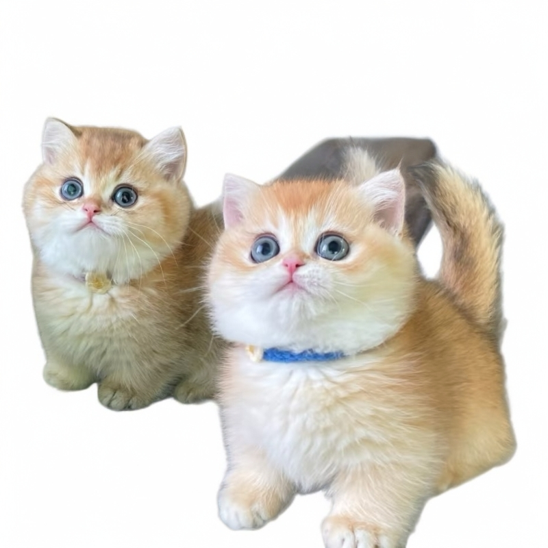 金渐层蓝金渐层短腿小猫等全品类可爱宠物猫猫活体宠物直播间专用