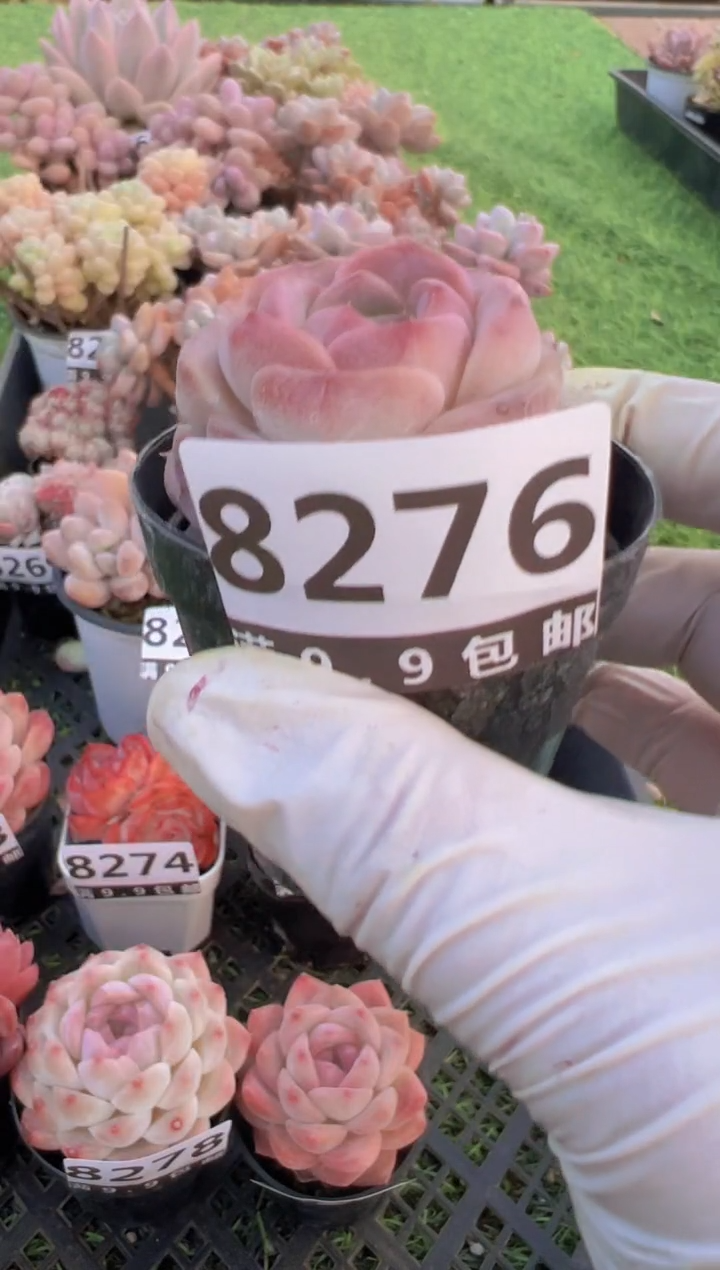 【闪购商品】信福多肉一物一拍