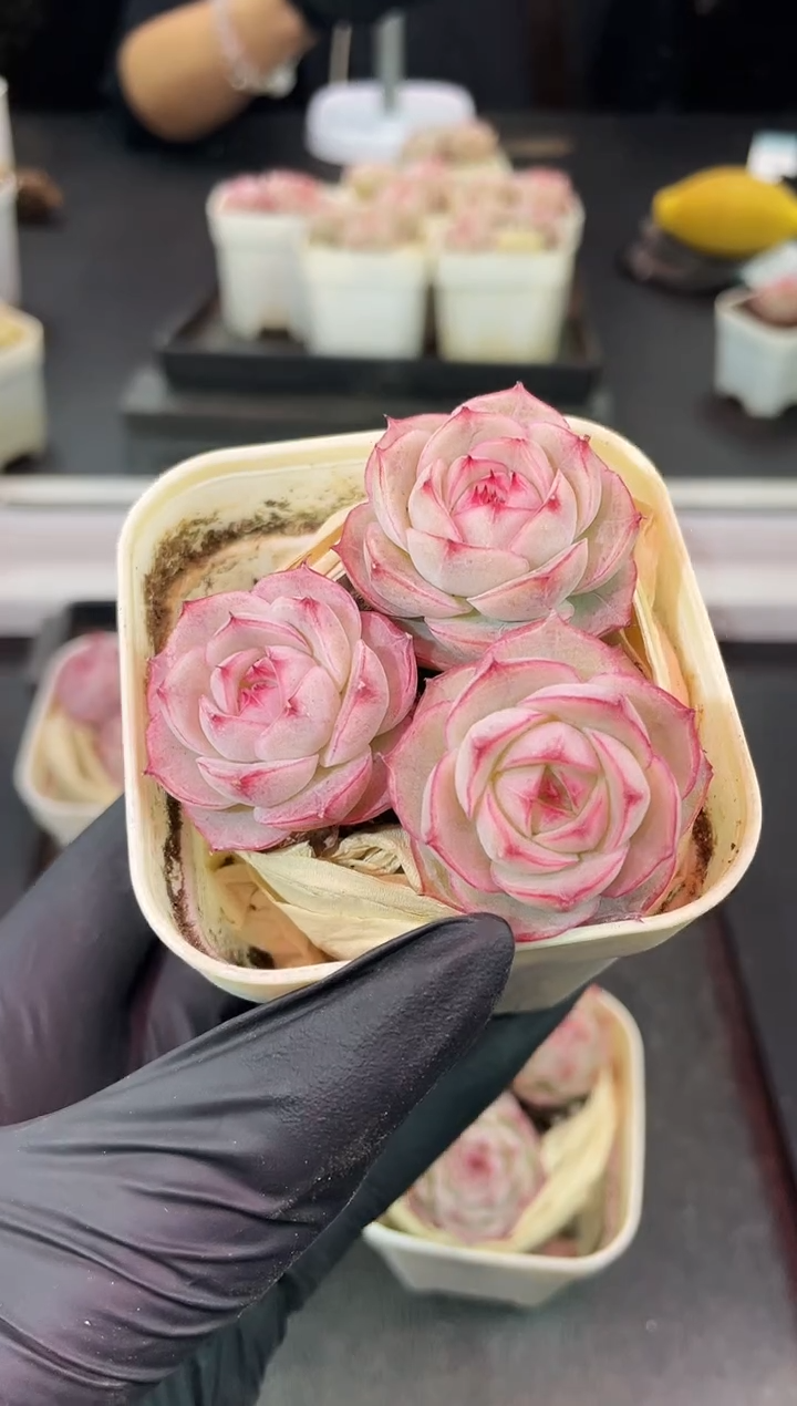 闪购1502 心花怒放 多肉3颗 3.5厘米