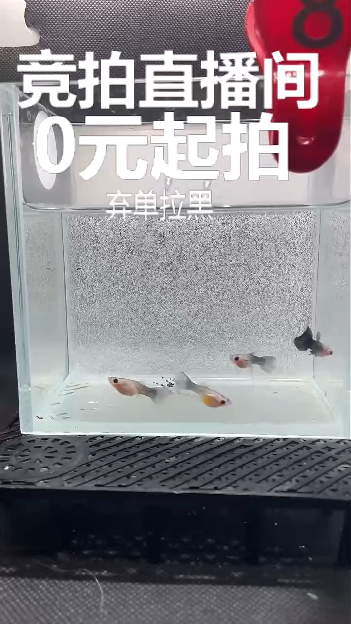 孔雀鱼蓝礼服C亚成 四条 8