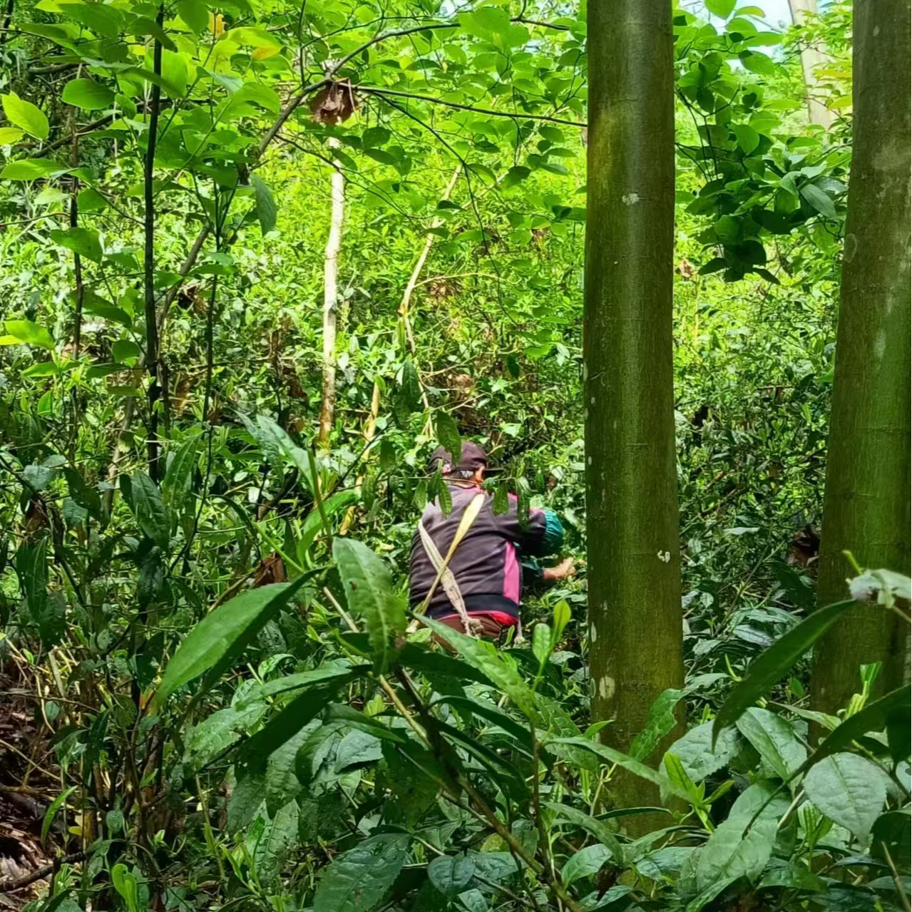 黄山毛峰高山云雾荒野茶