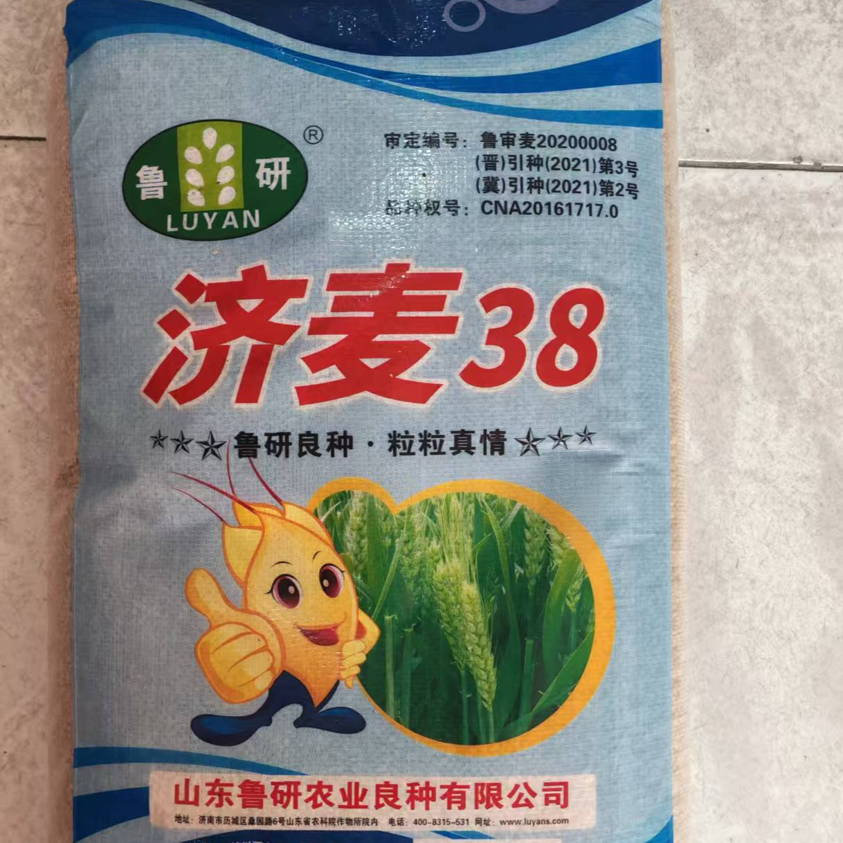 矮杆抗倒高产稳产大穗型优质小麦种子济麦38