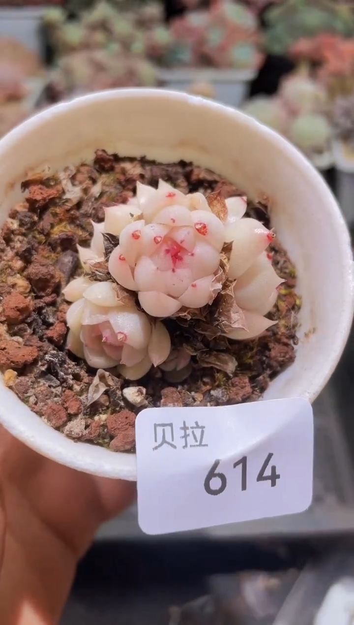 【闪购商品】614珍妮麦秆