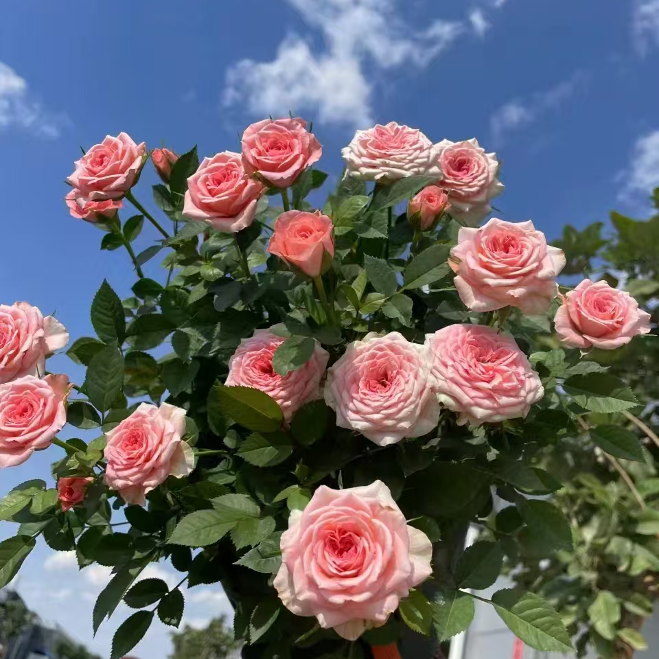 李氏【果汁阳台＋仙度瑞拉】适合新手阳台月季一年四季开花盆栽