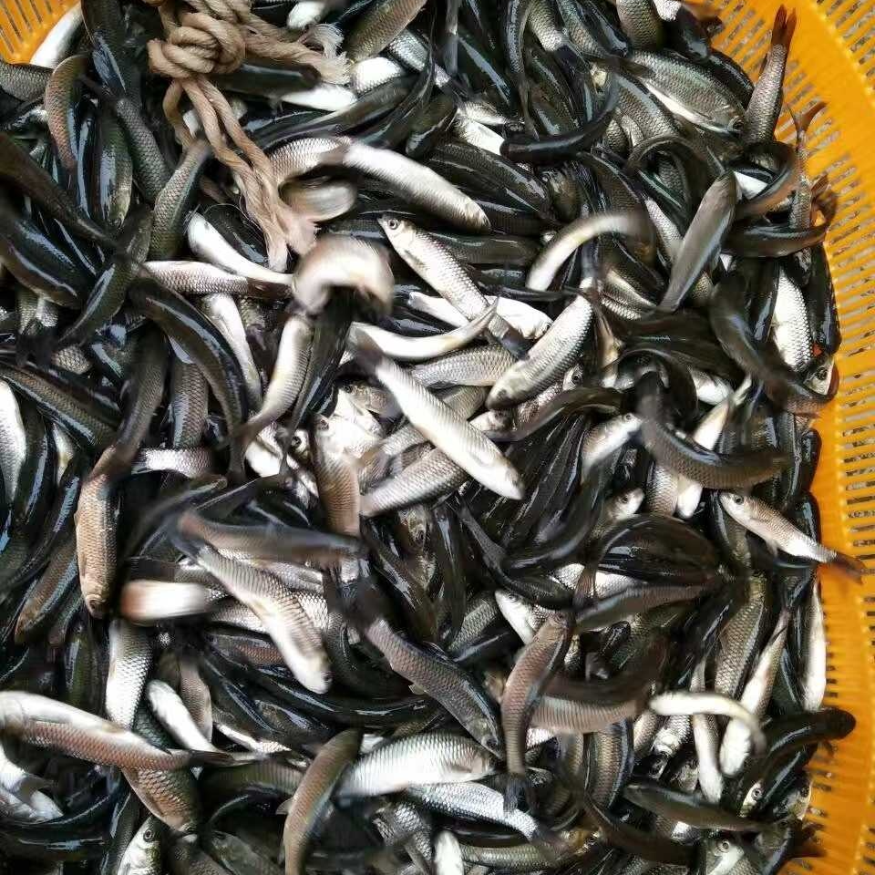 草鱼 淡水活体宠物观赏鱼 鱼饲料