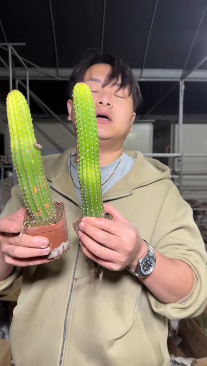 2颗 卡布奇诺【带根】