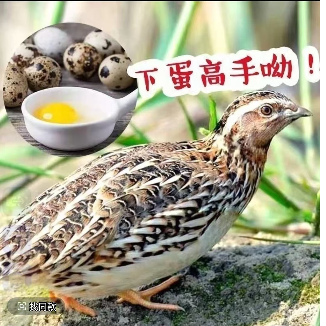 黄羽鹌鹑产蛋王适合阳台饲养当宠物