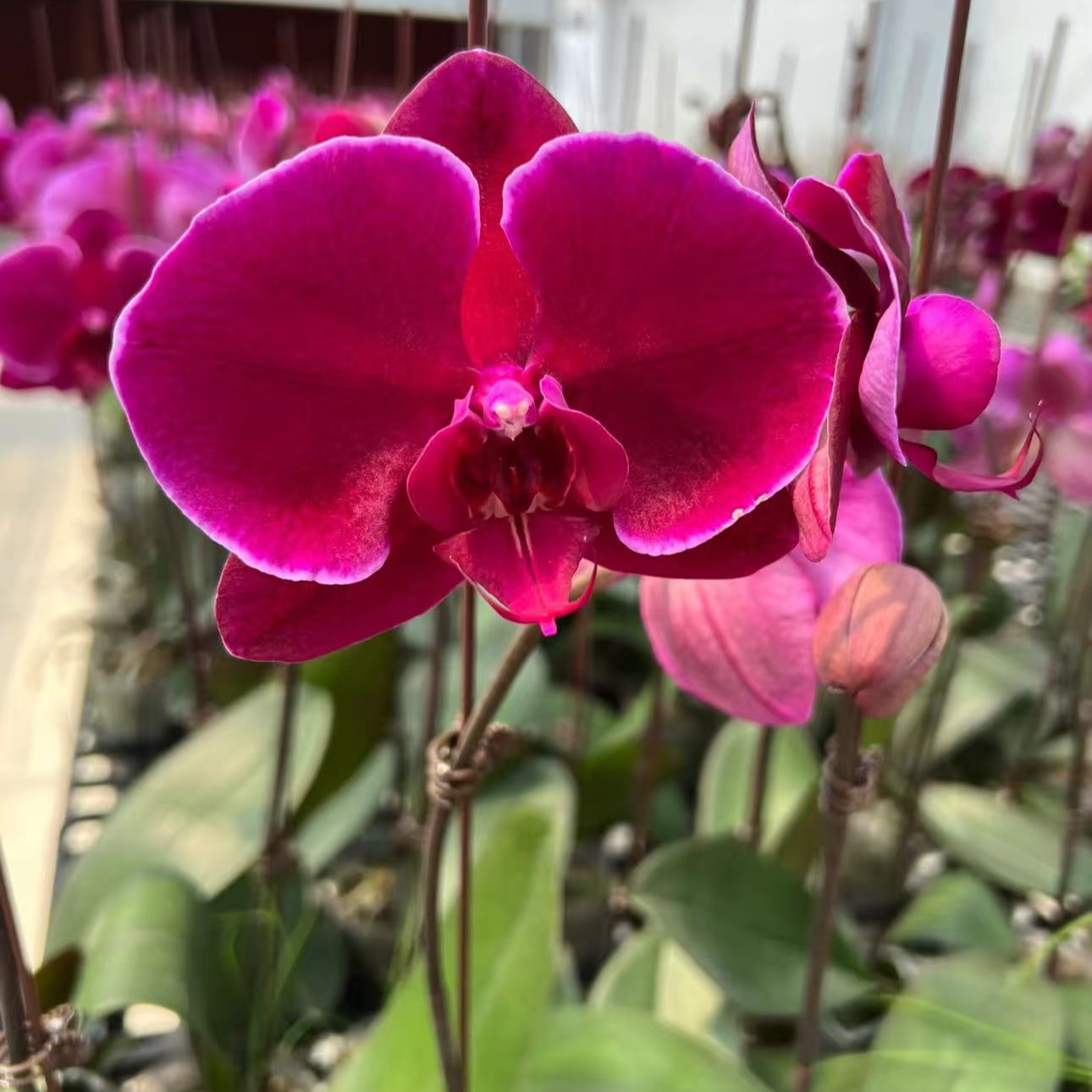 【红天鹅】3.0寸单花剑红色系高品质精品蝴蝶兰