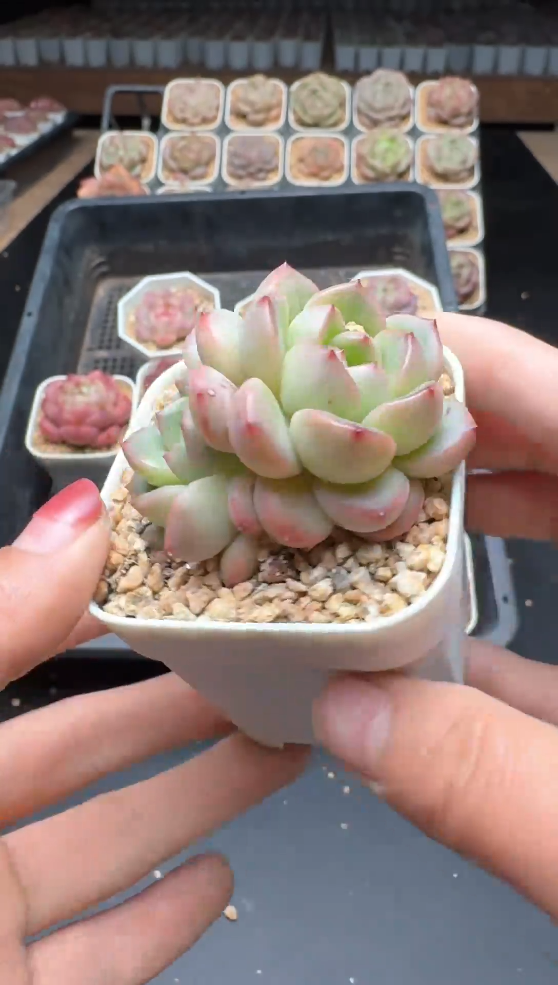 【闪购商品】058号一物一拍珍妮多肉花卉植物3颗起发