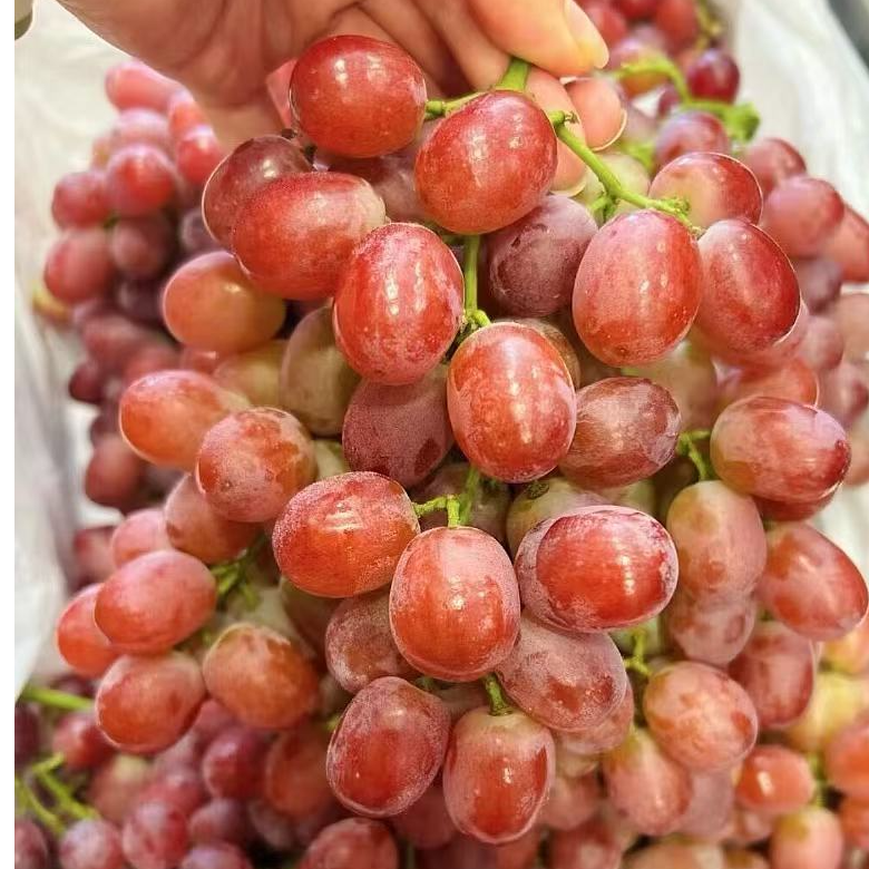 【顺丰】澳大利亚甜蜜的庆祝  红提 超甜脆净2/4斤左右 (仅发南京）