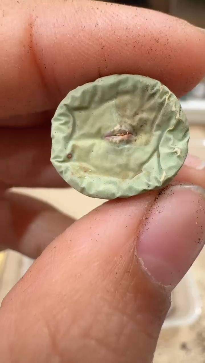 20-100多肉植物肉锥
