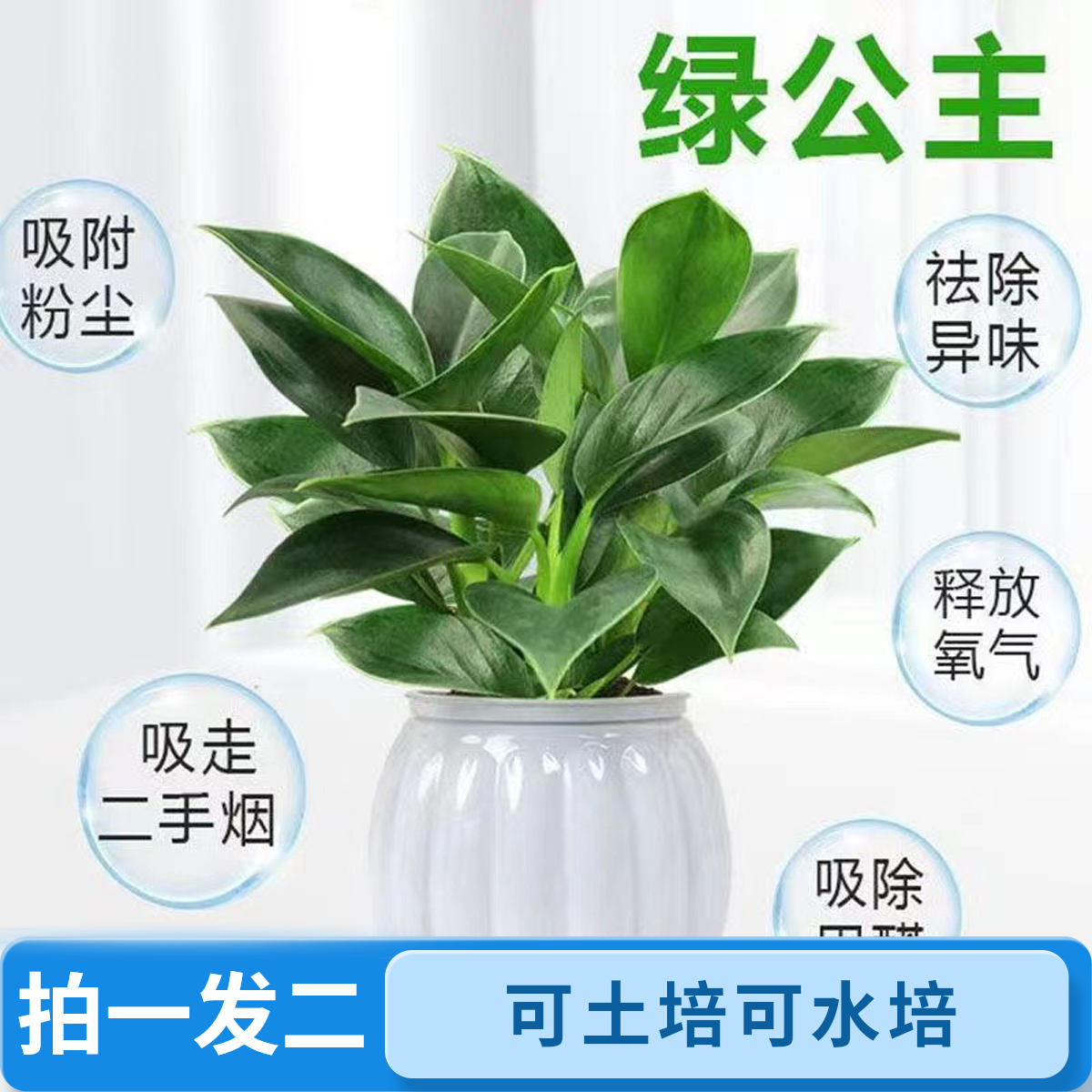 旺宅绿植钻绿公主盆栽桌摆水培室内好养客厅