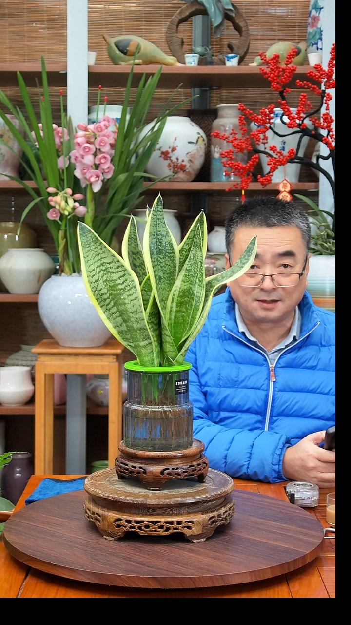 无花朵?**?水之韵水培虎皮兰