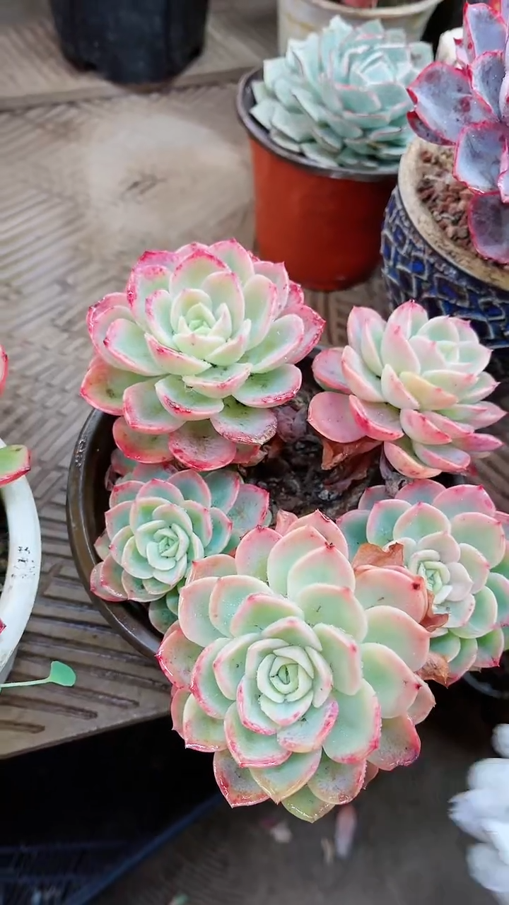 【闪购商品】16014