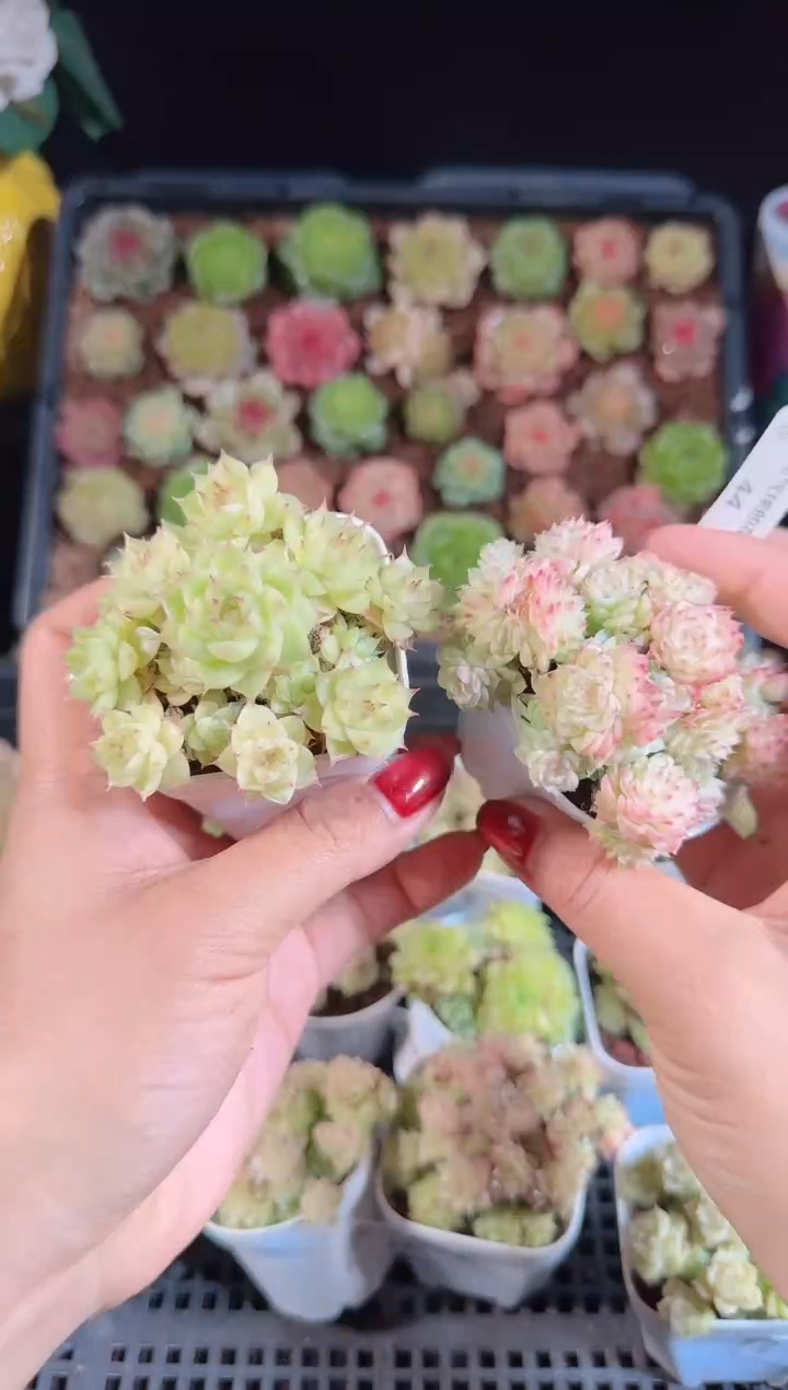 1110-44群生不包整