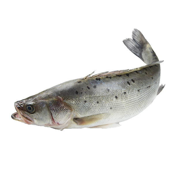 鲜活海鲈鱼（大） 500-600g/只