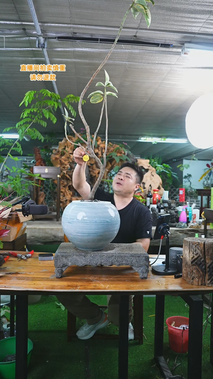 当前无花栽培后可以开花516+