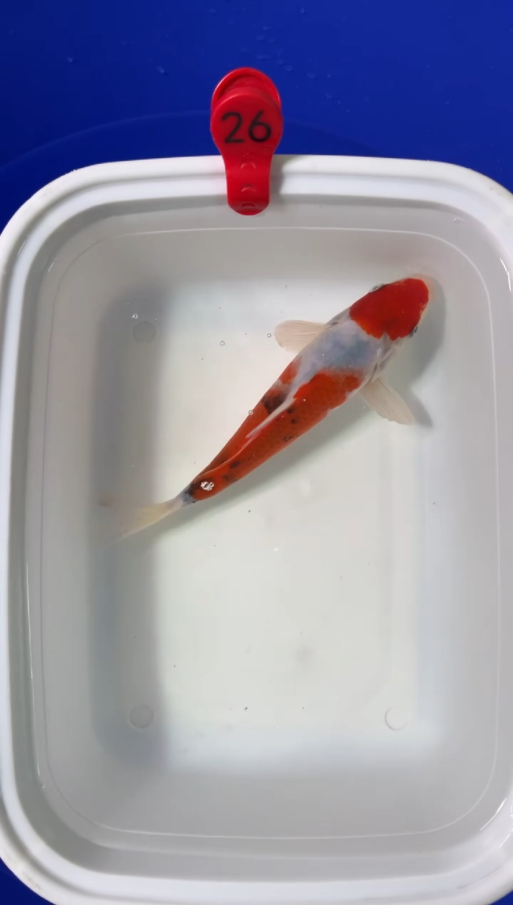 锦鲤活体二号链接