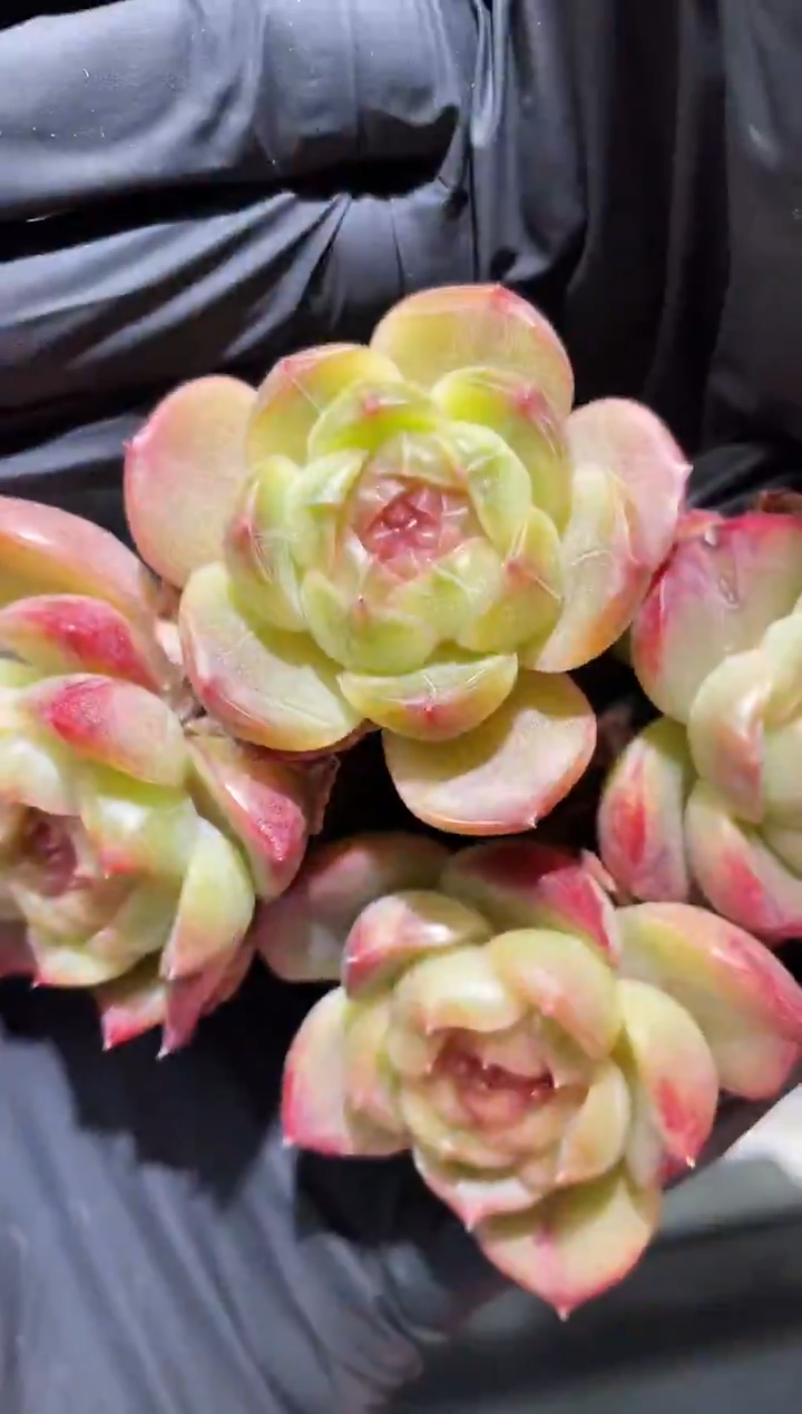 闪购473 镜花水月多肉一颗  