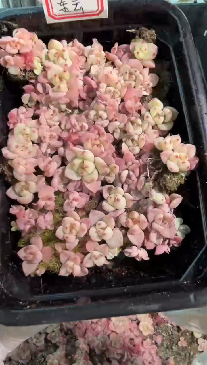 梦x东云切糕1盒 量拍多肉植物