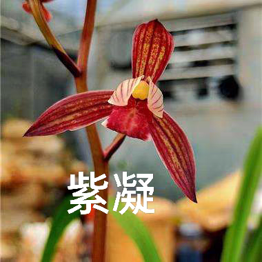 〖正品国兰假一赔十〗建兰紫凝黑美人八大红花经典浓香名贵必入兰花