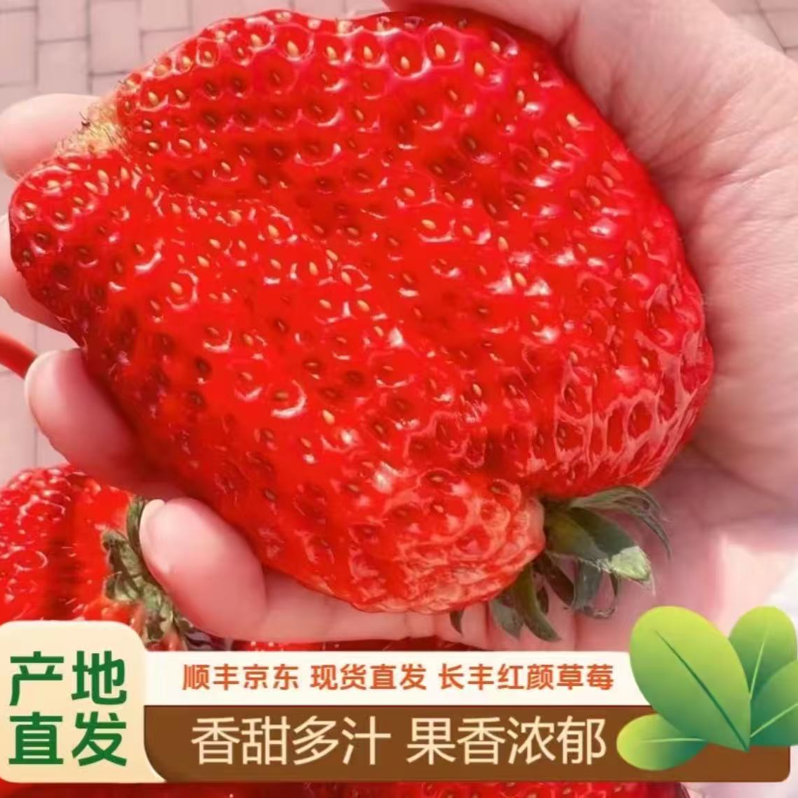 【京东/顺丰】安徽长丰九九红颜草莓新鲜现采红颜奶油草莓孕妇水果