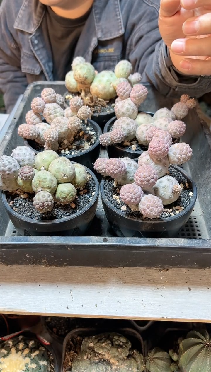 【闪购商品】自根习自野群13头底部老皮不包掉侧芽