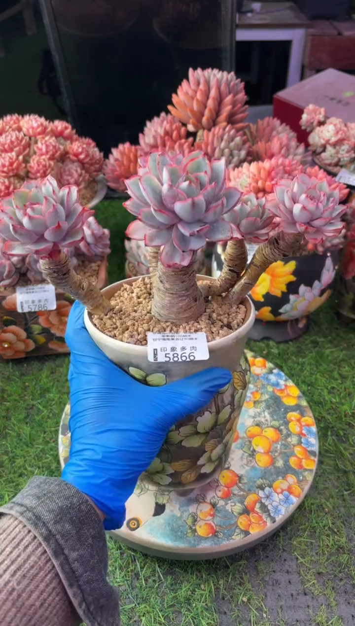 昆明印象多肉5866