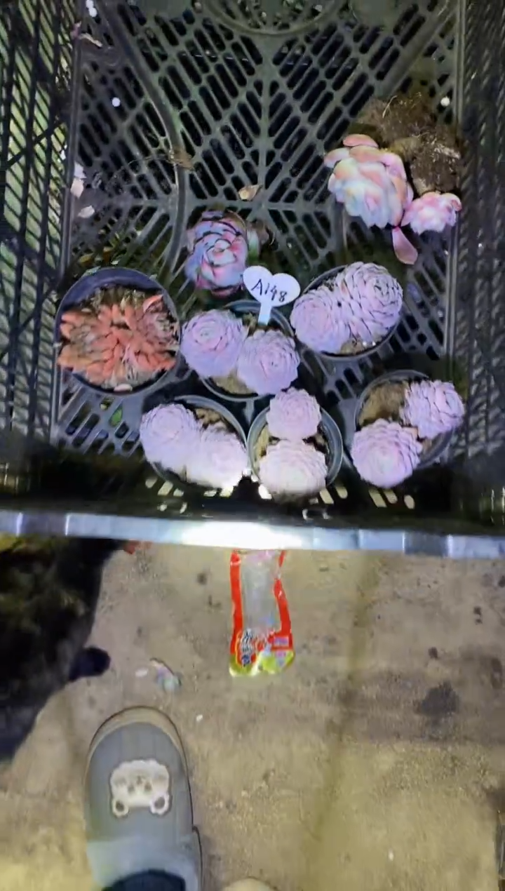 枫**飘         A148 号一框精控（带盆土）￥36