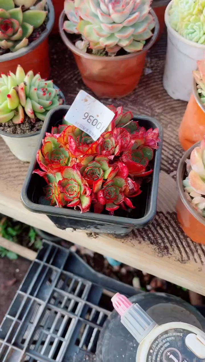 ^****^跃跃精品多肉10036