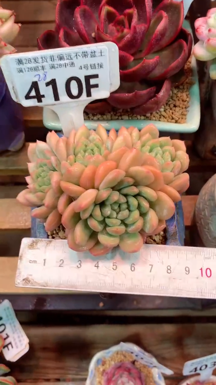 410F（一物一拍实付满28发货，默认不带盆土）