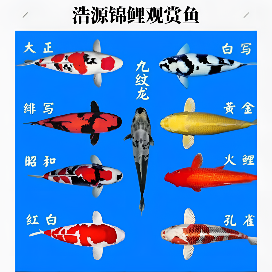 蓝牌101-200号锦鲤观赏鱼包邮包损包开箱活（以直播间为准）