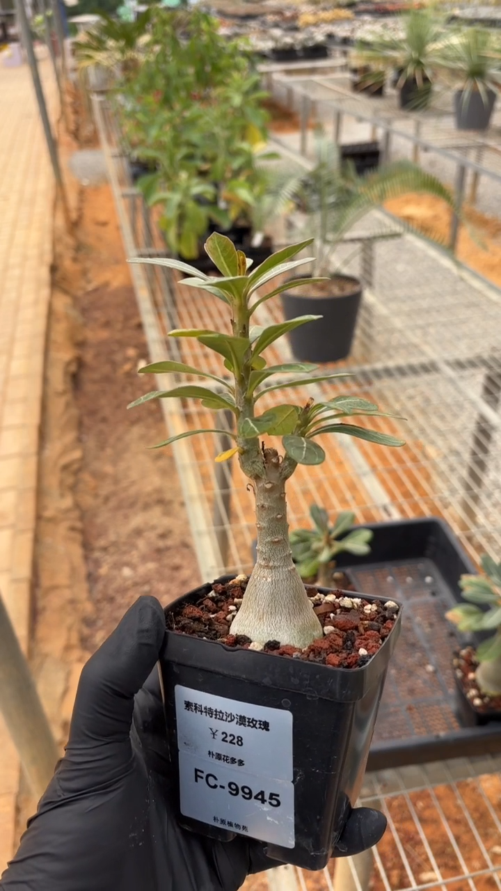 索科特拉沙漠玫瑰FC-9945