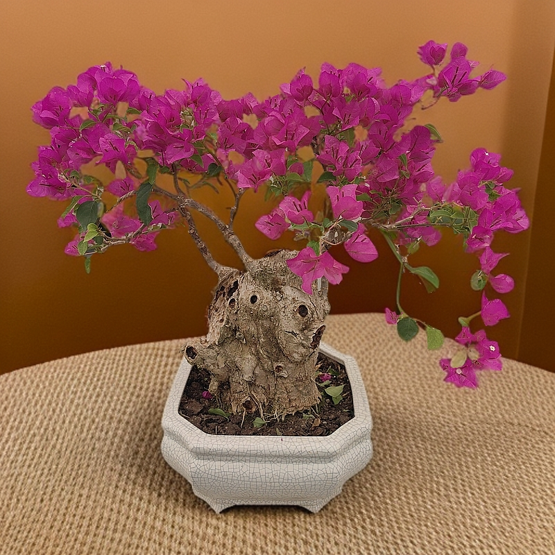 三角梅（一物一拍）三角梅老桩盆景