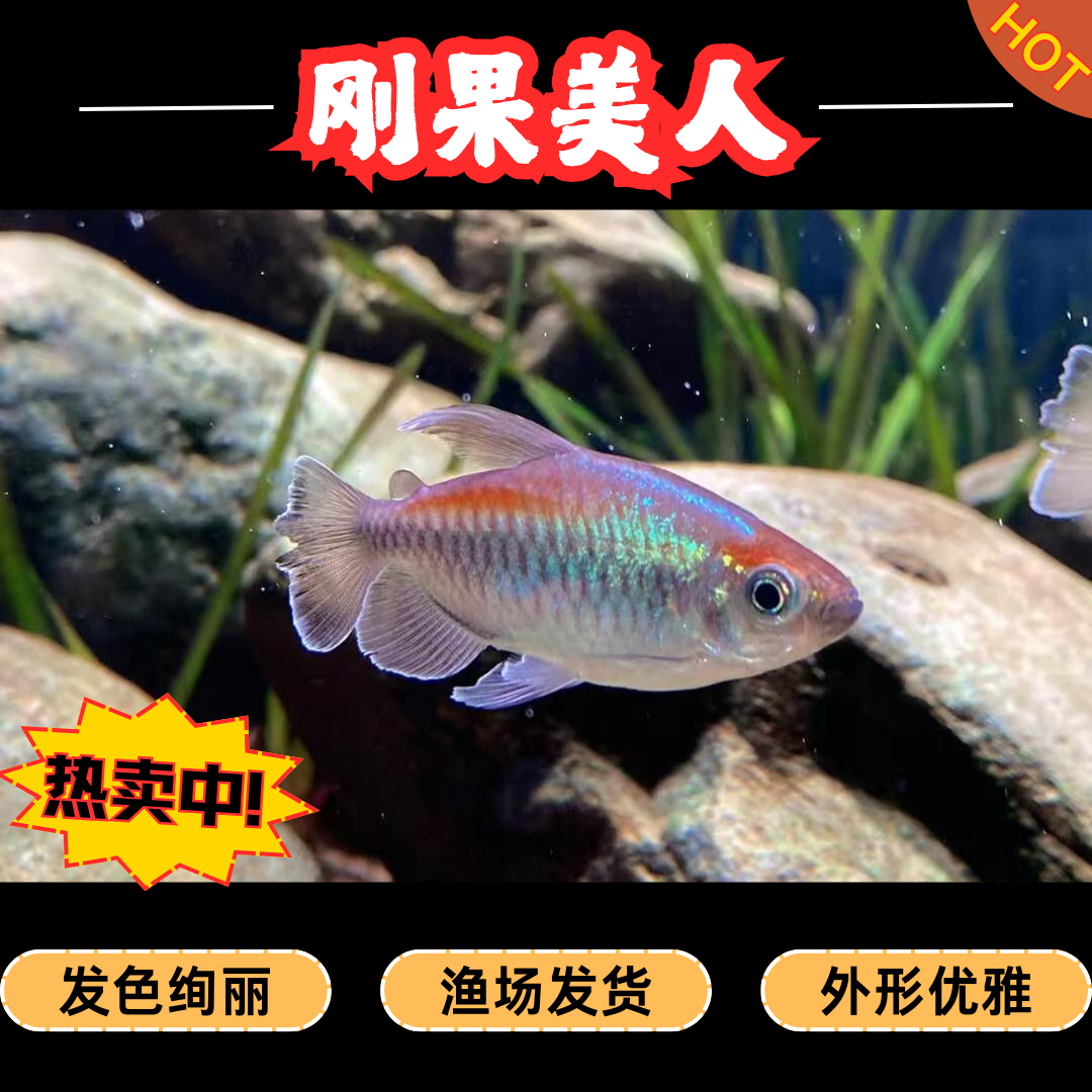 刚果美人热带小型淡水观赏鱼群游好养适合新手草缸混养