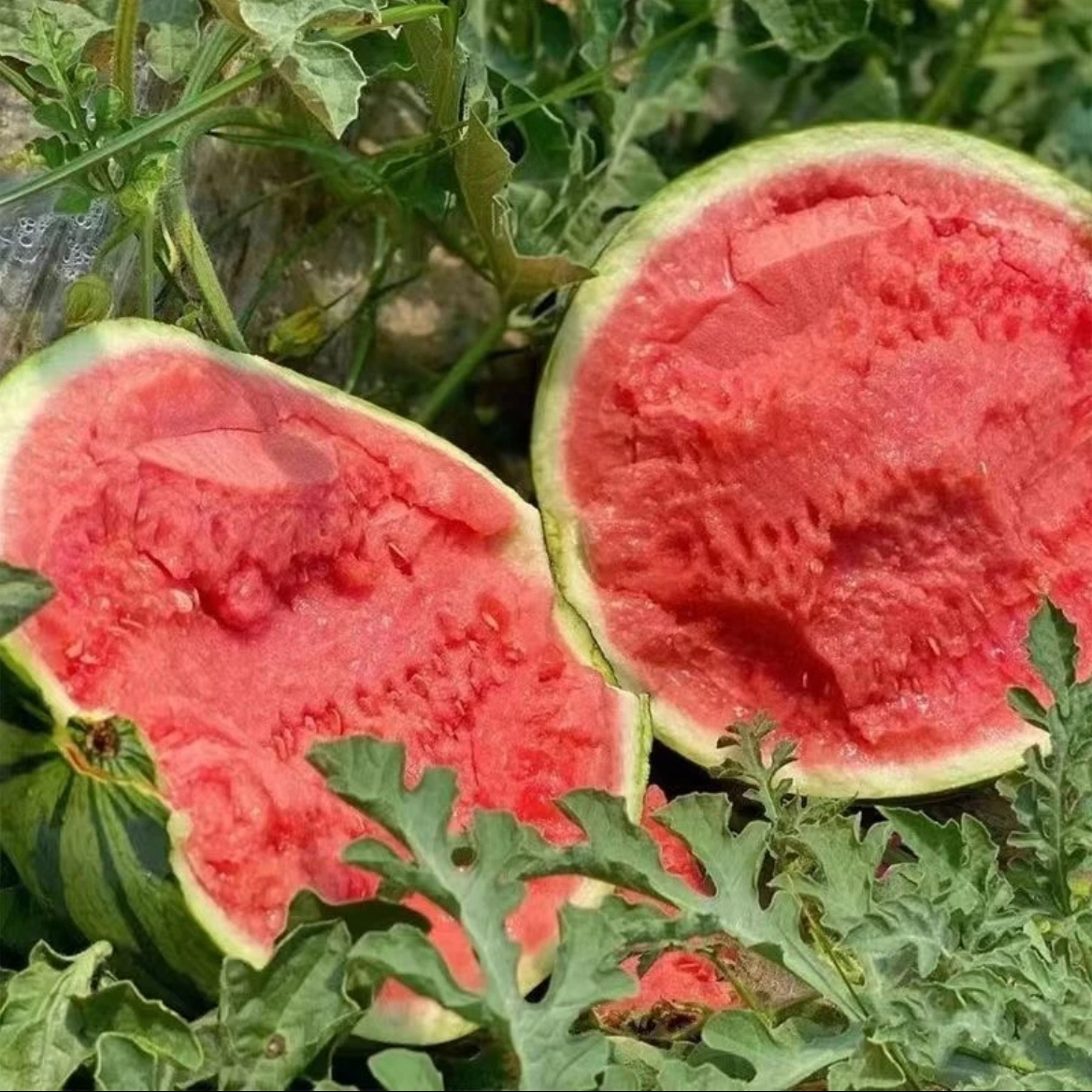 【麒麟西瓜】单颗5-6斤