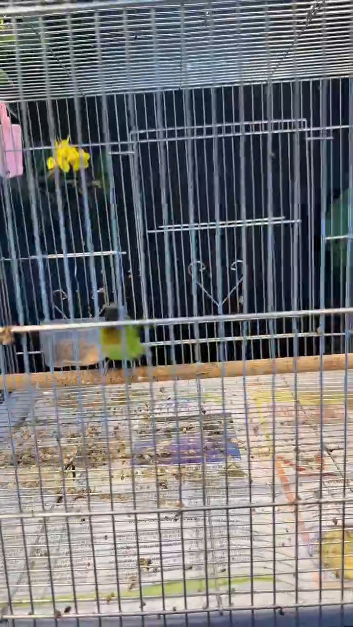 30号  蓝脸叶椑 养笼1元起拍